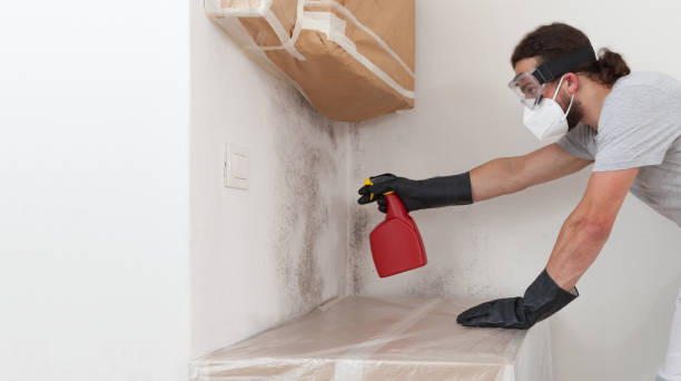 Professional Basement Mold Removal technician working in Colonia, NJ