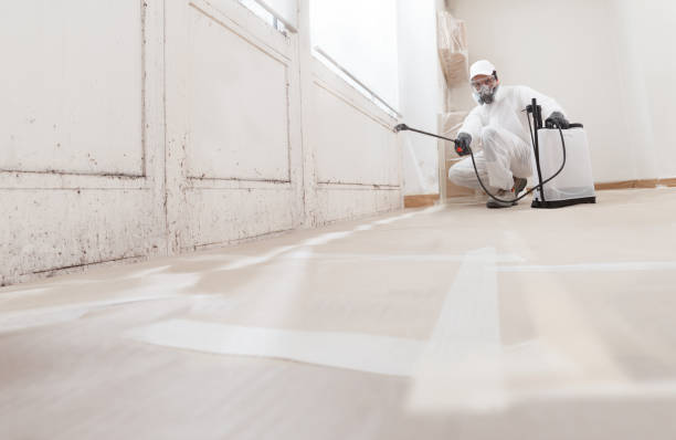 24/7 Emergency Basement Mold Removal experts in Colonia, NJ