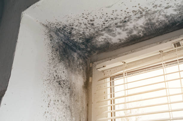 Affordable Basement Mold Removal solutions in Colonia, NJ